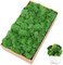 Preserved Moss for Crafts Green Reindeer Moss for Potted Plants, Craft Decorative Moss Decor for Wall Art, Dried Moss